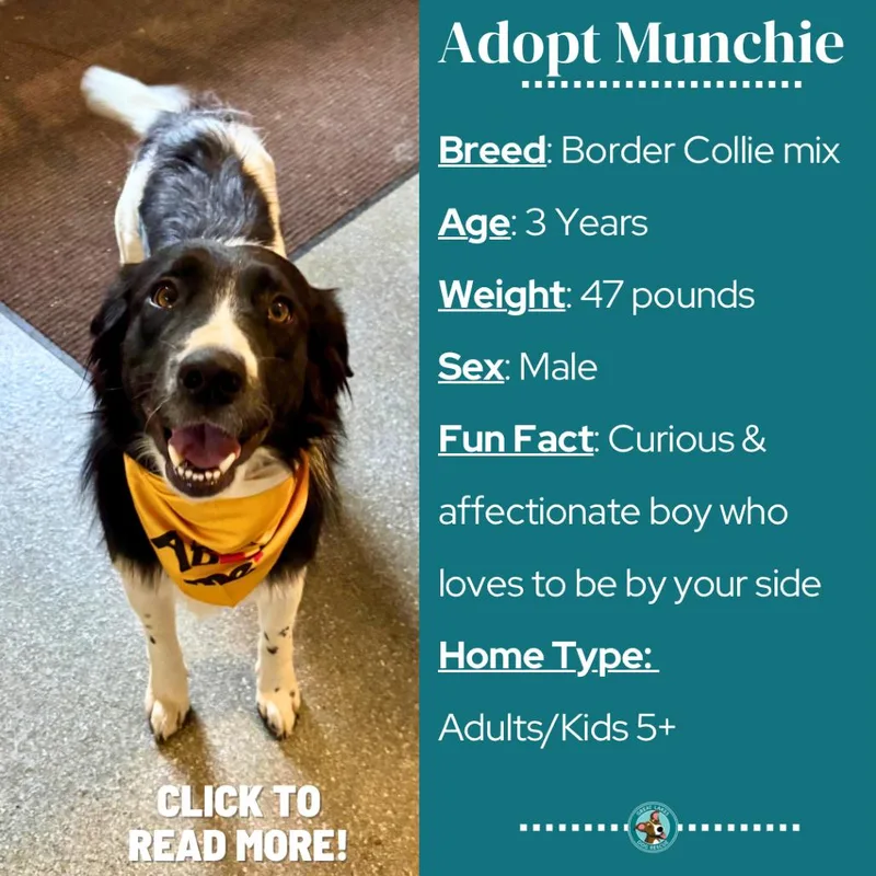 An adult medium-sized male Black Border Collie dog named Munchie for adoption in Metamora, MI