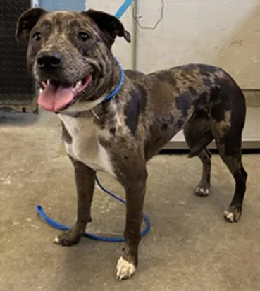 A young large-sized female Pit Bull Terrier dog named Saturn for adoption in Camarillo, CA