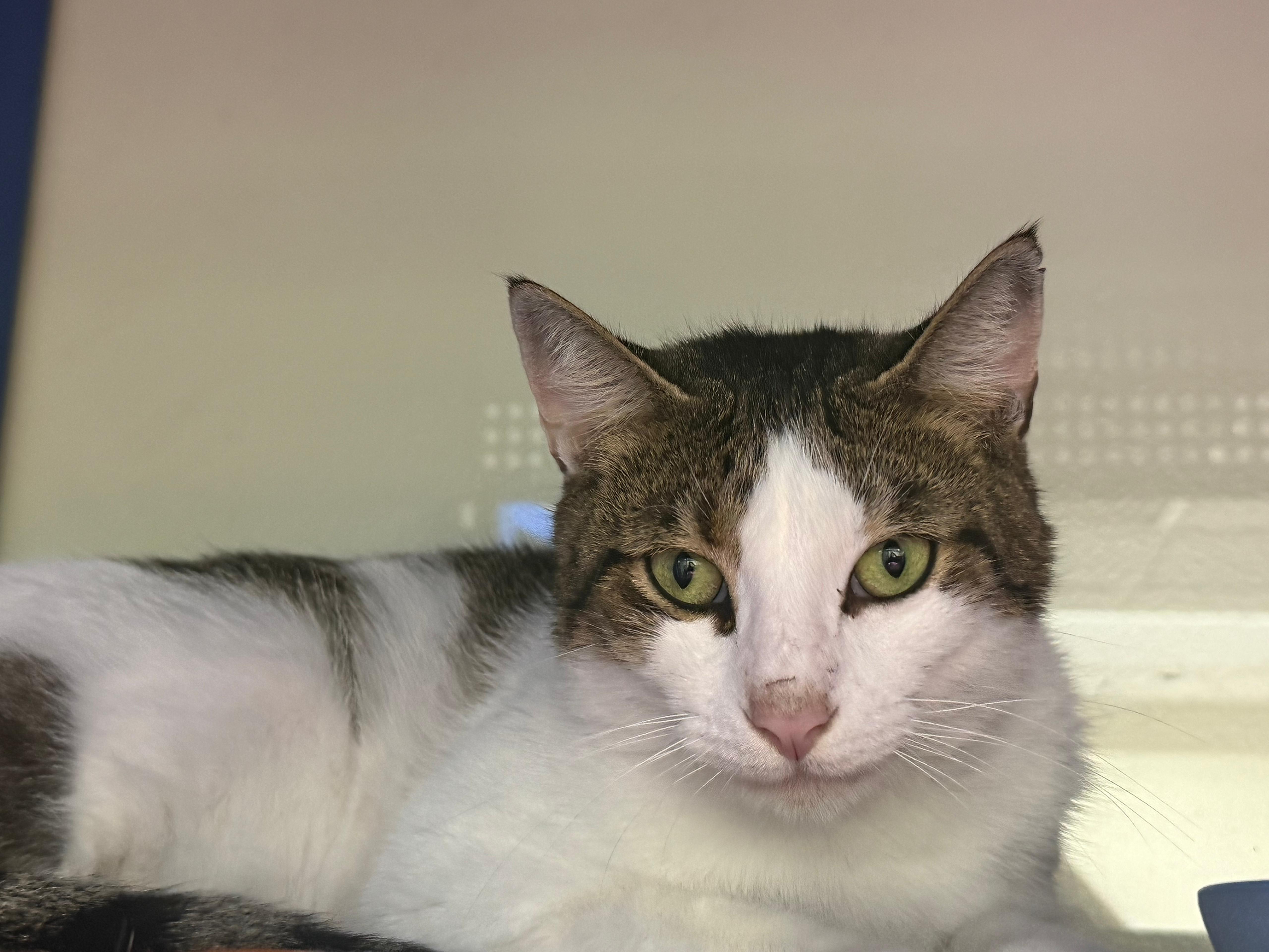 Mr. Pinkles thumbnail 2