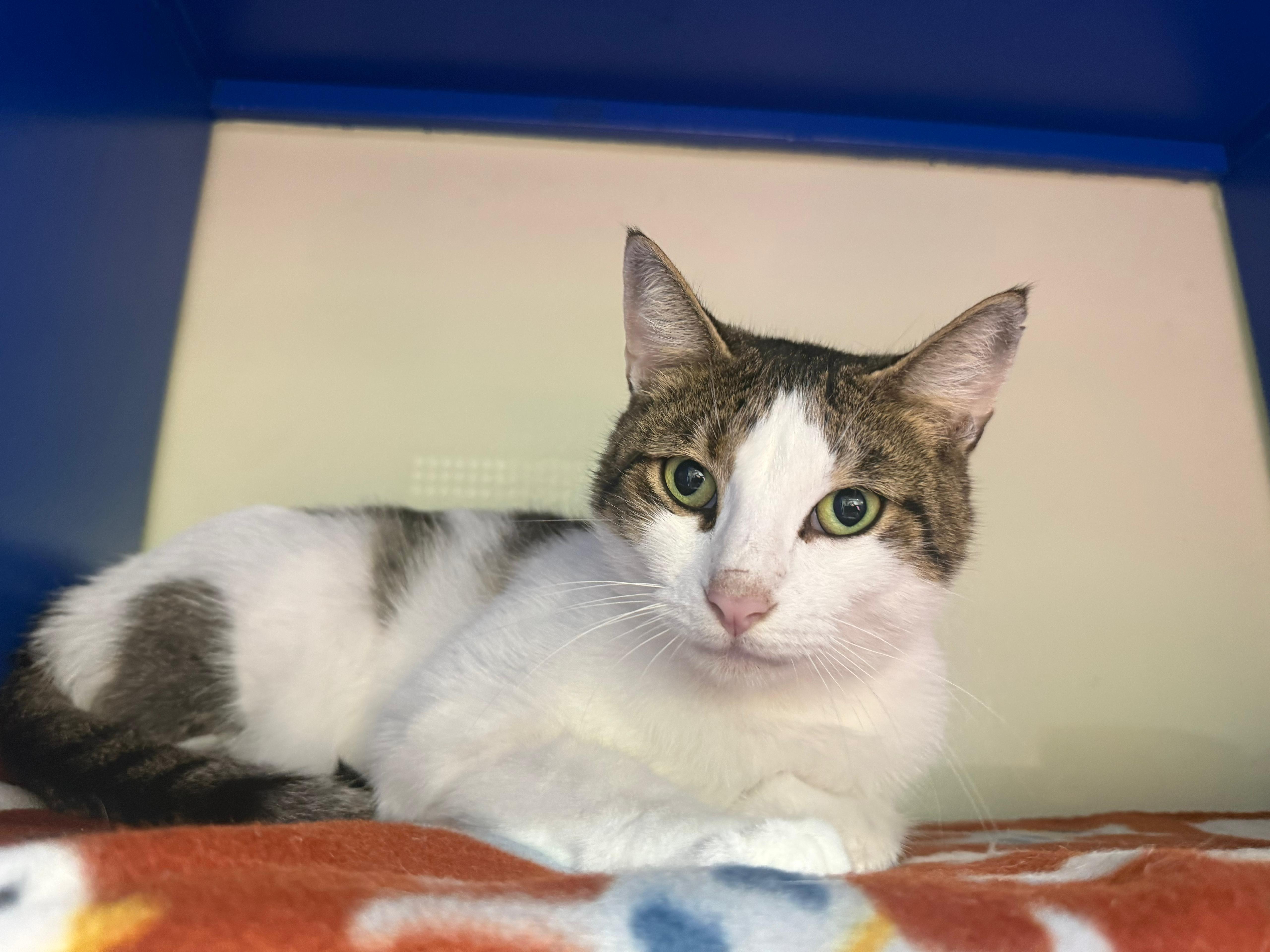 Mr. Pinkles thumbnail 3