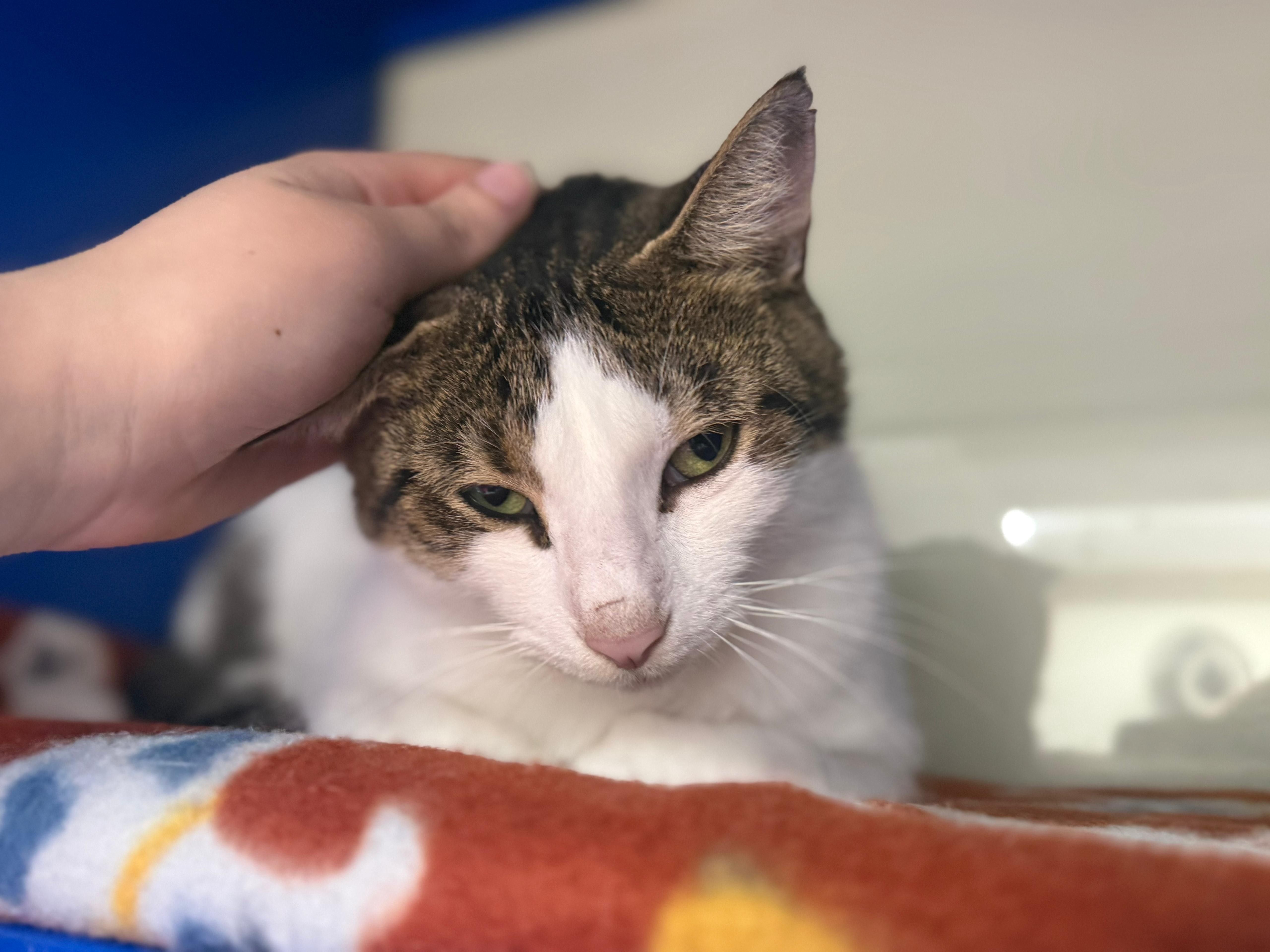 Mr. Pinkles thumbnail 4