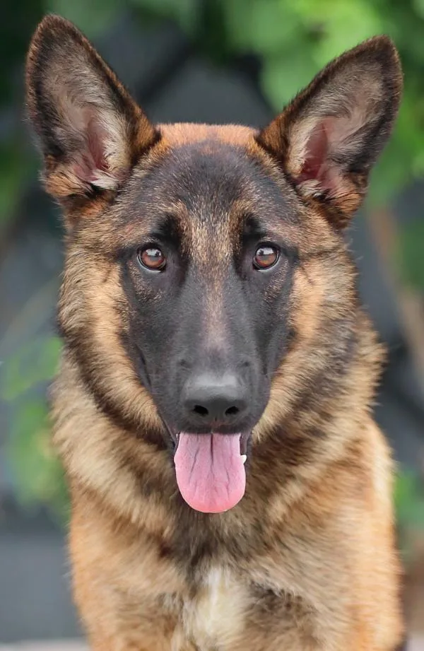 A young large-sized female Red / Chestnut / Orange German Shepherd Dog dog named Zelda von Zeilarn for adoption in Los Angeles, CA