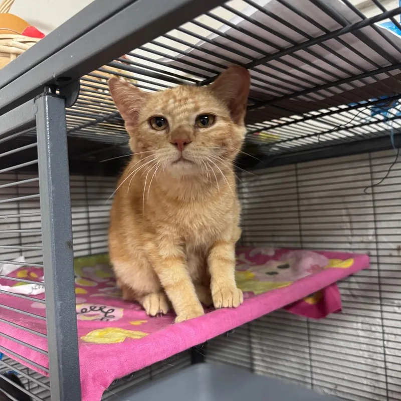 A young medium-sized male Orange / Red American Shorthair cat named Sunshine for adoption in Birmingham, AL
