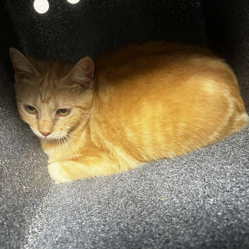 Sunshine thumbnail 2