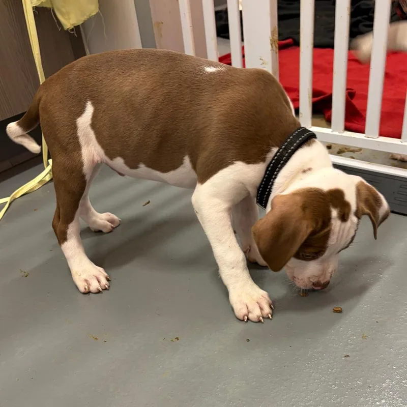 A baby small-sized male Brown / Chocolate Mixed Breed dog named Tango for adoption in Austin, TX