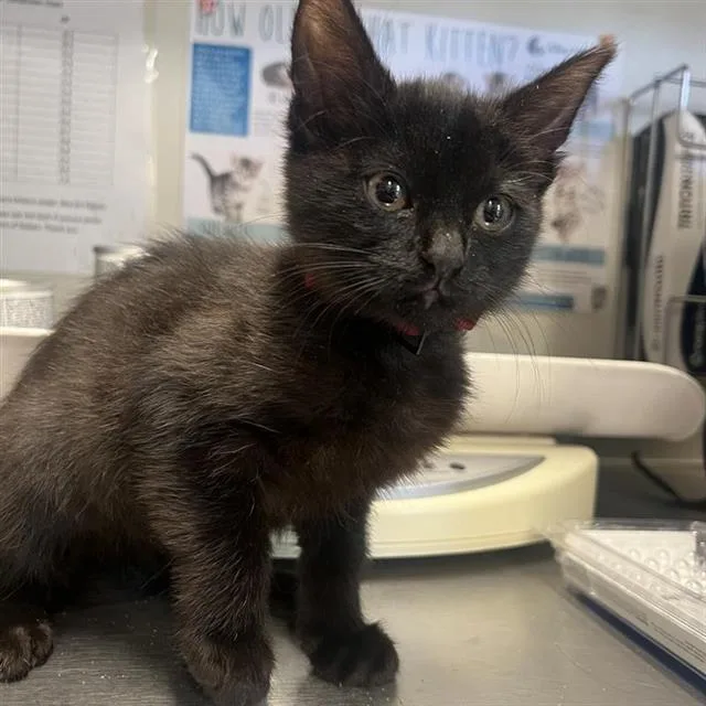 A baby small-sized female Domestic Short Hair cat named Maple for adoption in San Antonio, TX