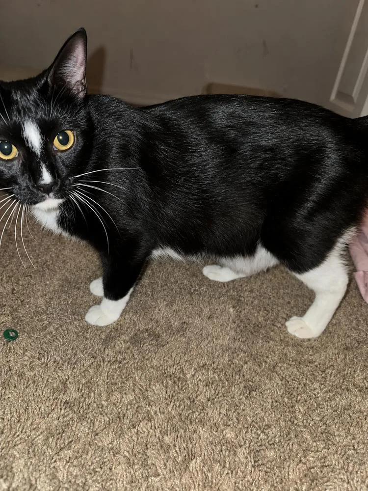 An adult large-sized female Black & White / Tuxedo Domestic Short Hair cat named Mama Winnie the Pooh for adoption in DELTONA, FL
