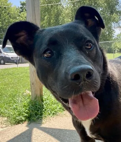 A young medium-sized female Black Labrador Retriever dog named Franny for adoption in Glasgow, KY