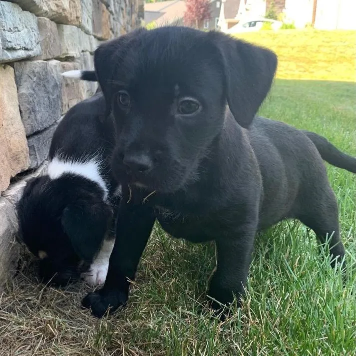 A baby medium-sized female Terrier dog named Ivy for adoption in Ellicott City, MD