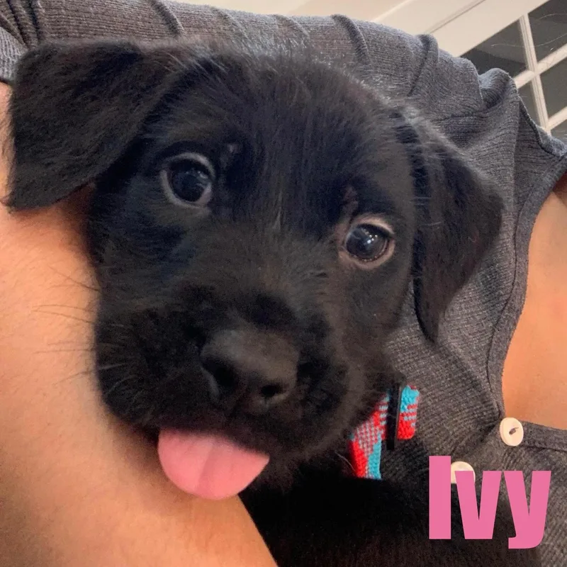 Ivy thumbnail 4