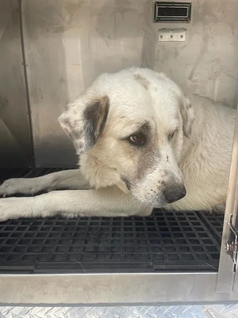 An adult large-sized male Great Pyrenees dog named Conner for adoption in Dallas, TX
