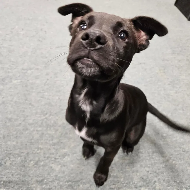 A baby small-sized male Black Labrador Retriever dog named Little Man for adoption in Lake Jackson, TX