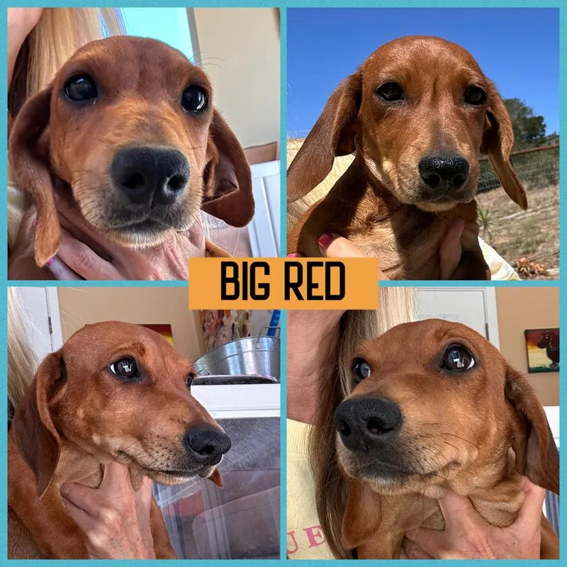 A baby small-sized female Red / Chestnut / Orange Dachshund dog named Dachshund Puppies for adoption in Arroyo Grande, CA