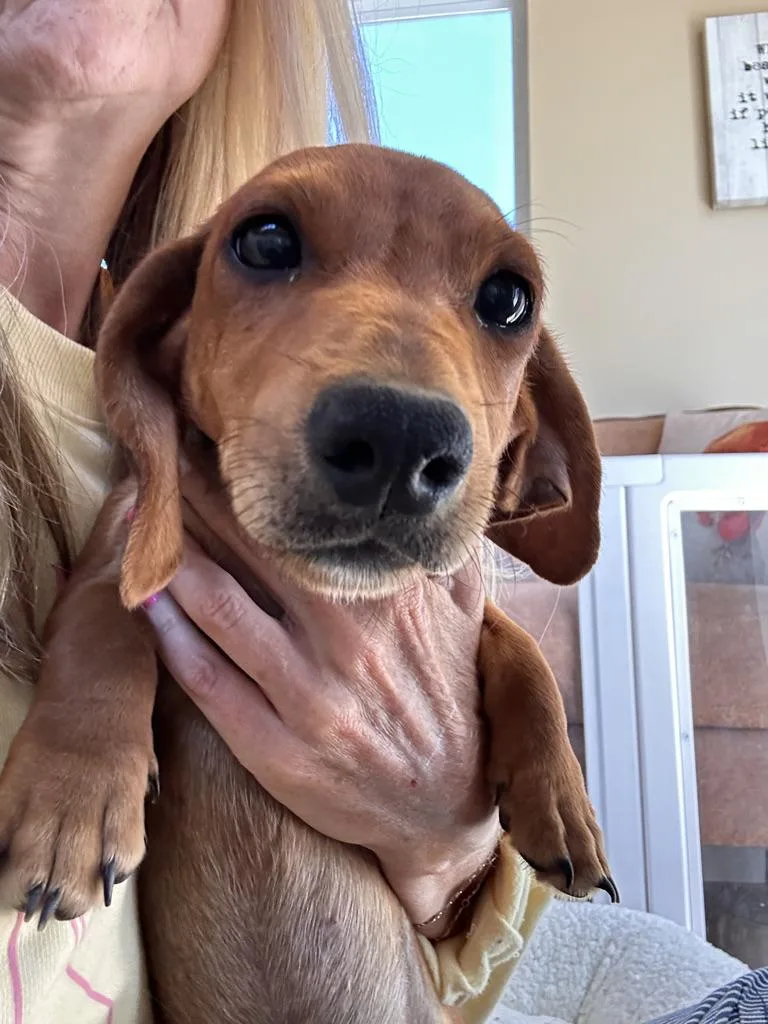 Dachshund Puppies thumbnail 3