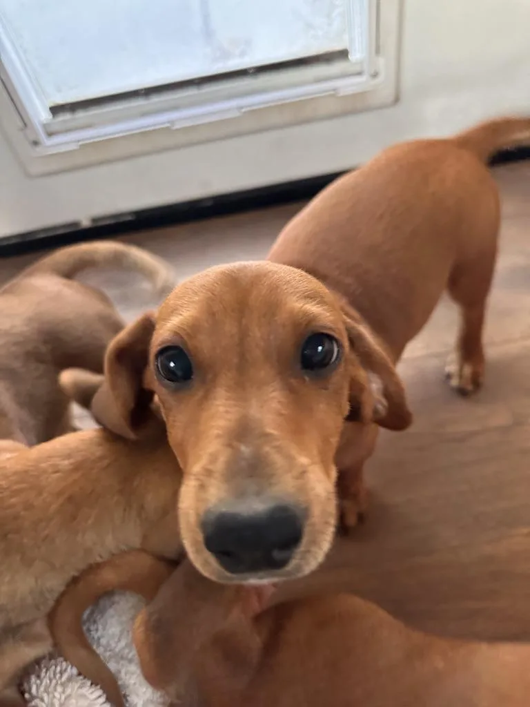 Dachshund Puppies thumbnail 4