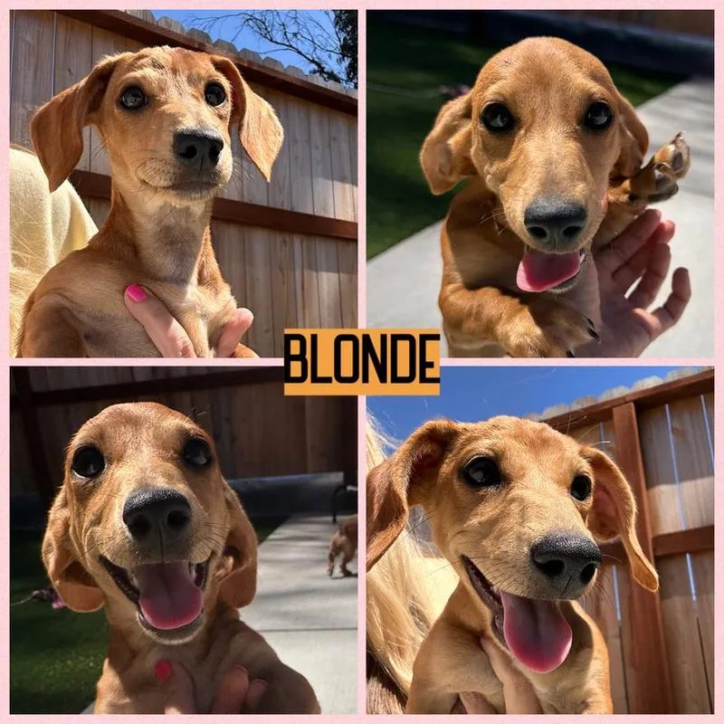 Dachshund Puppies thumbnail 5