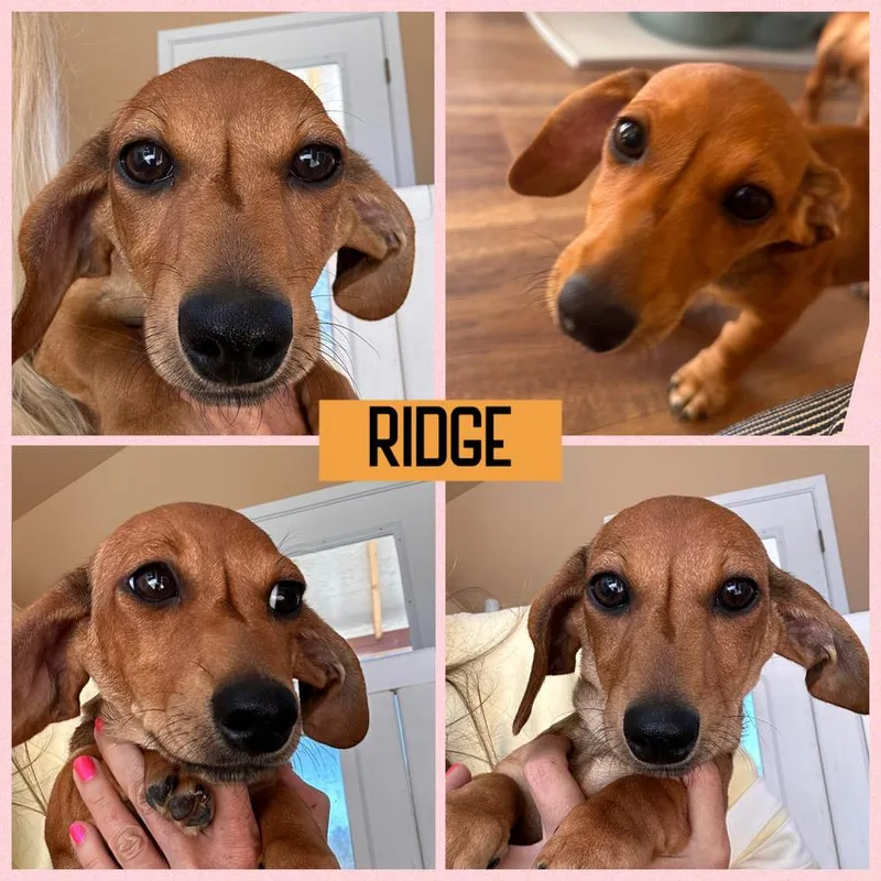 Dachshund Puppies thumbnail 6