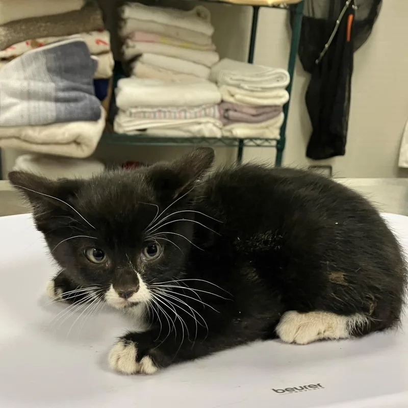 A baby small-sized male Black Domestic Medium Hair cat named Kenai for adoption in Las Cruces, NM