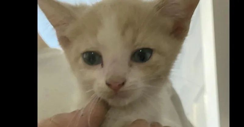 A baby small-sized male Domestic Short Hair cat named Toby for adoption in West Mifflin, PA