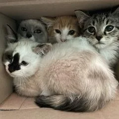 A baby small-sized female White Domestic Medium Hair cat named Miss Poutsalot for adoption in Granville, OH
