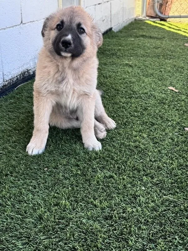 A baby large-sized female Great Pyrenees dog named Grizzly for adoption in Van Nuys, CA