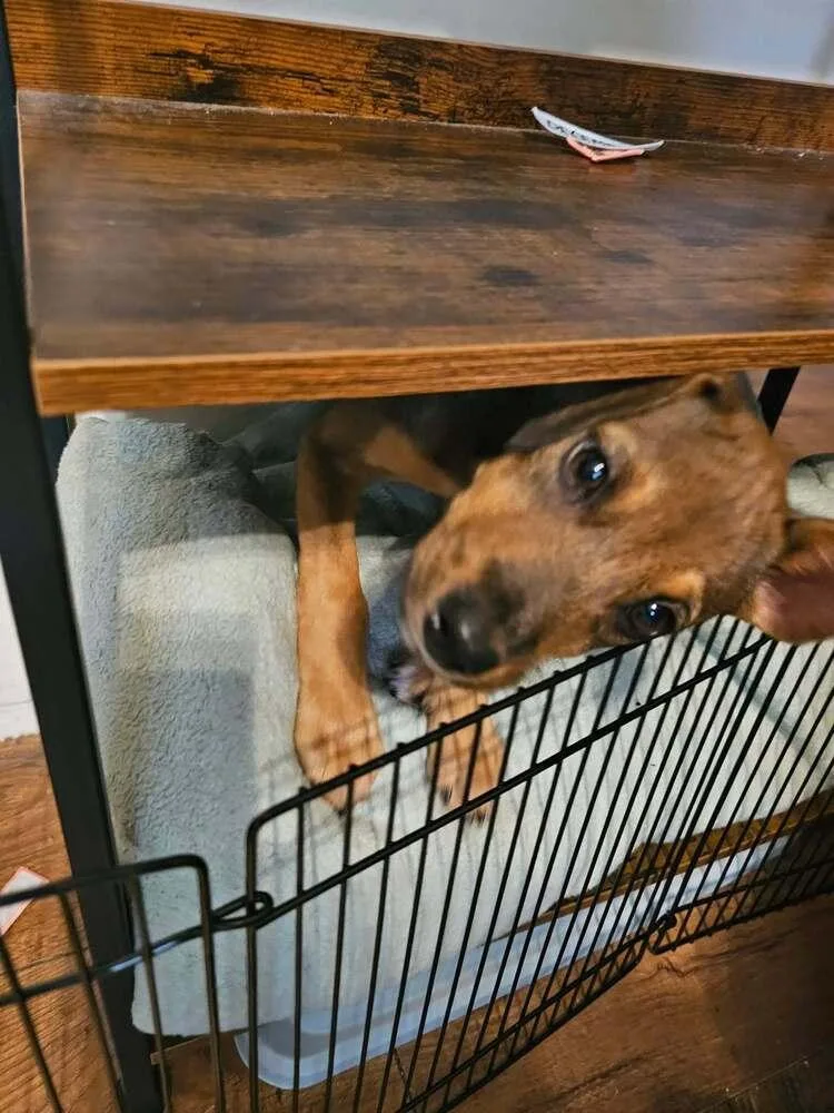 A baby medium-sized female Mixed Breed dog named Kiara for adoption in Dorr, MI