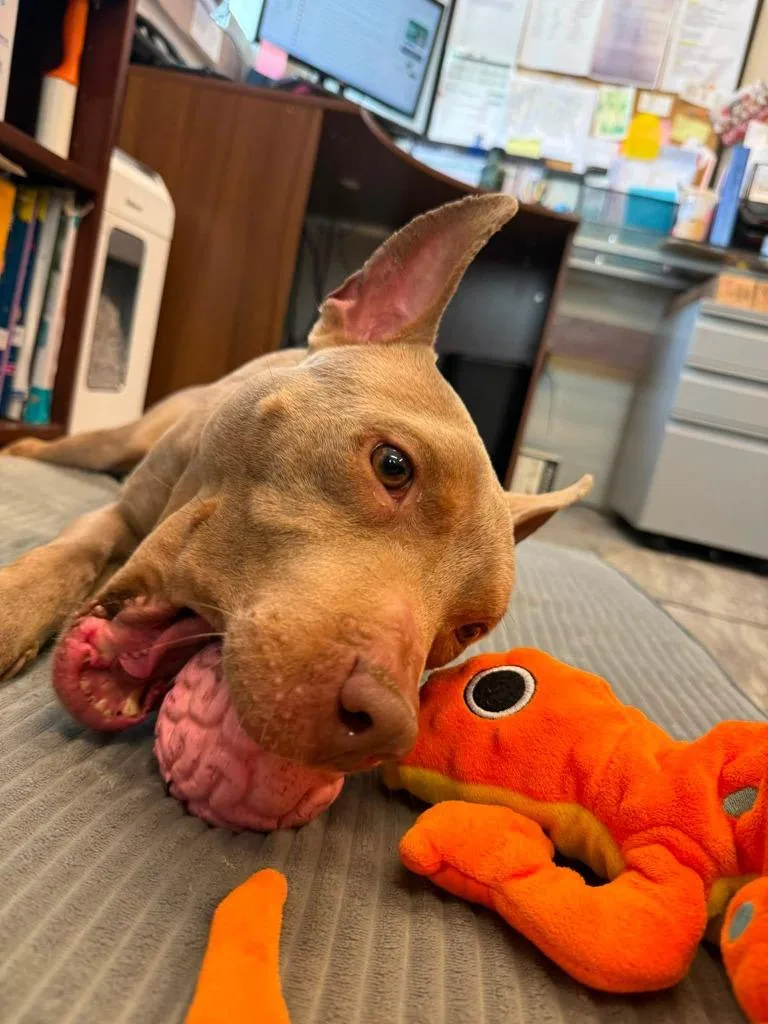 An adult large-sized male Pit Bull Terrier dog named Bullet for adoption in Rensselaer, IN
