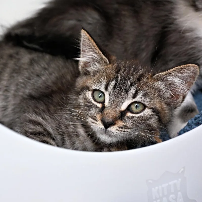 A baby medium-sized male Domestic Long Hair cat named Bugaloo for adoption in Shoreline, WA