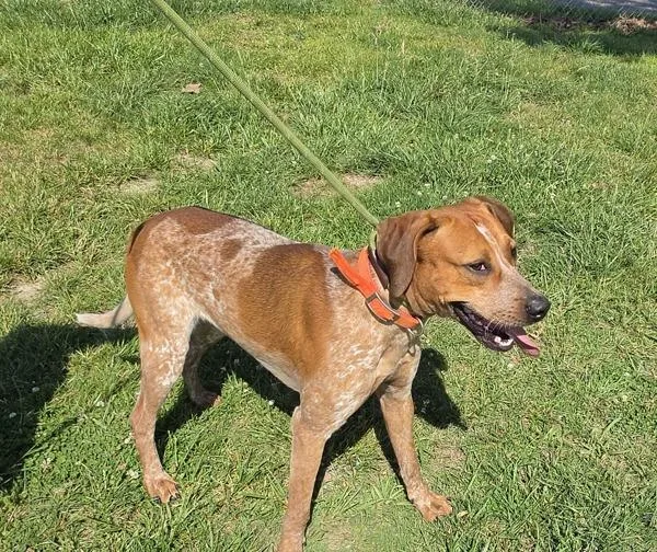 An adult medium-sized male Hound dog named Thomas for adoption in Cleveland, TN