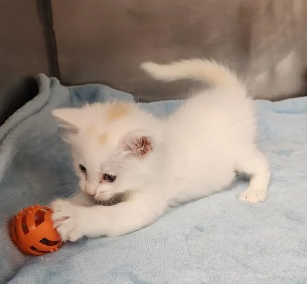 A baby small-sized male Domestic Medium Hair cat named Citrine for adoption in Canton, GA