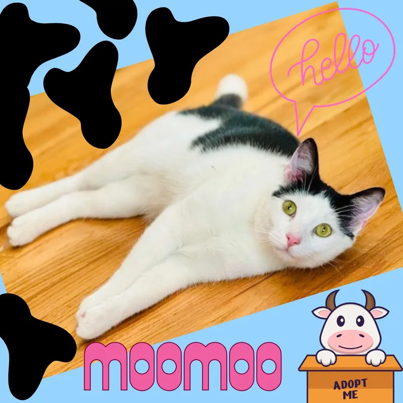 Moomoo thumbnail 2