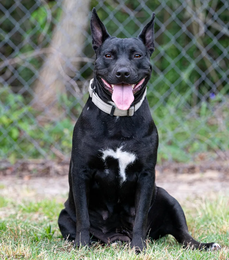 A young medium-sized female Black Mixed Breed dog named Betty White for adoption in BONIFAY, FL
