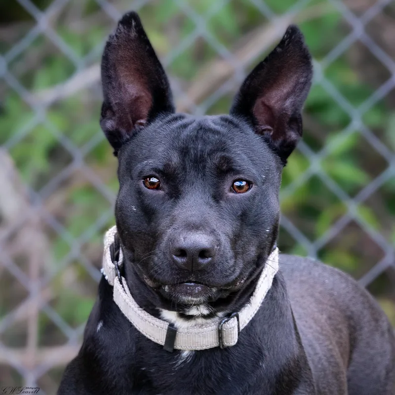 Betty White thumbnail 2