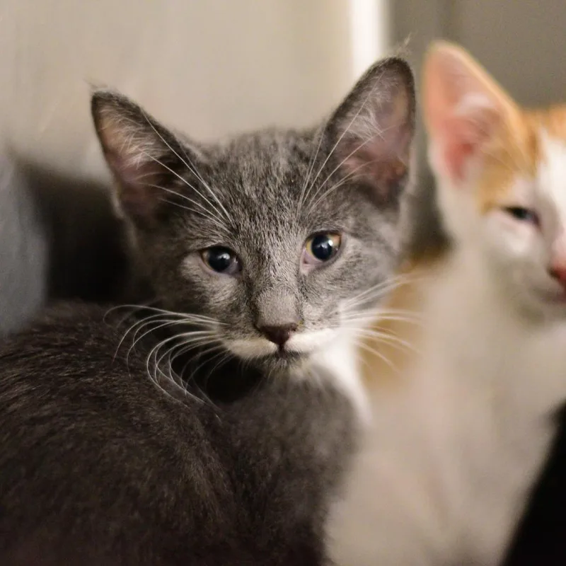 A baby small-sized male Gray / Blue / Silver Domestic Short Hair cat named Jazz for adoption in Idaho Falls, ID