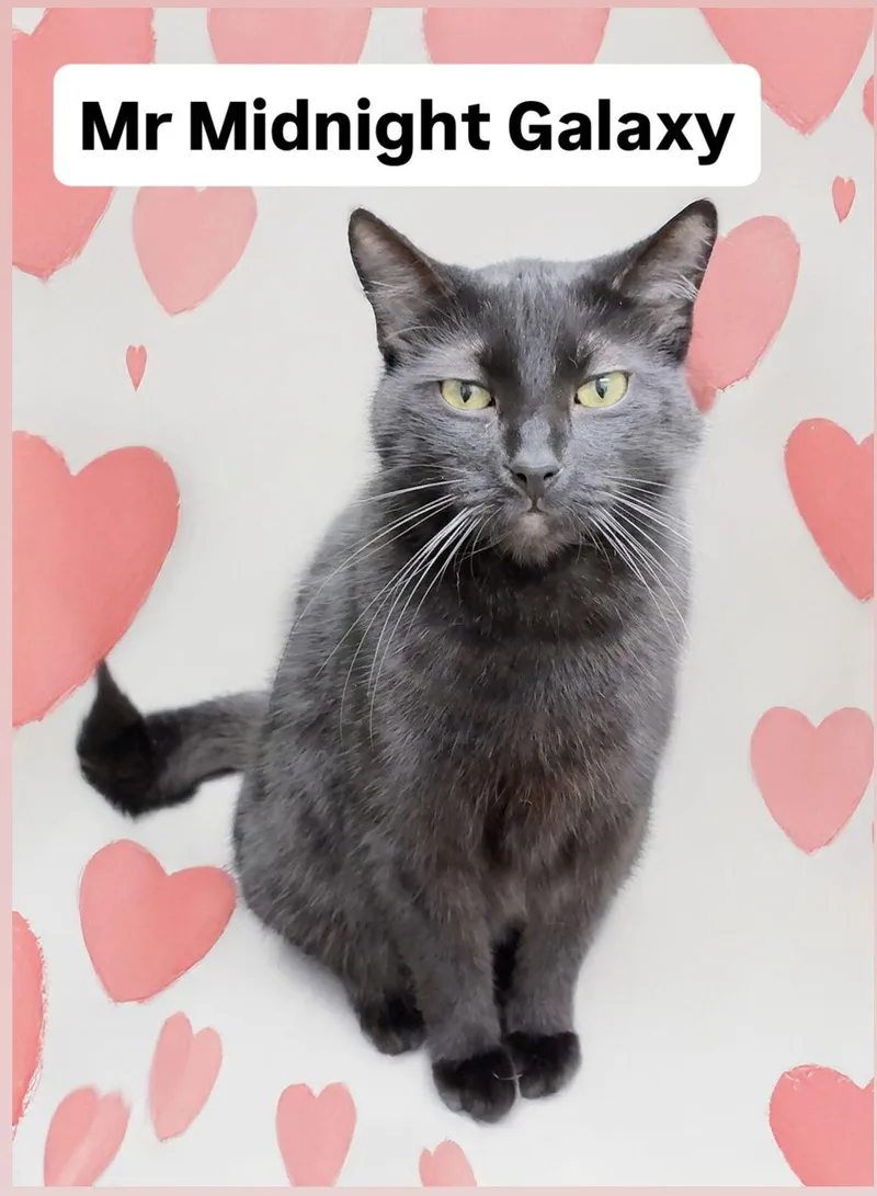 Mr Midnight Galaxy At