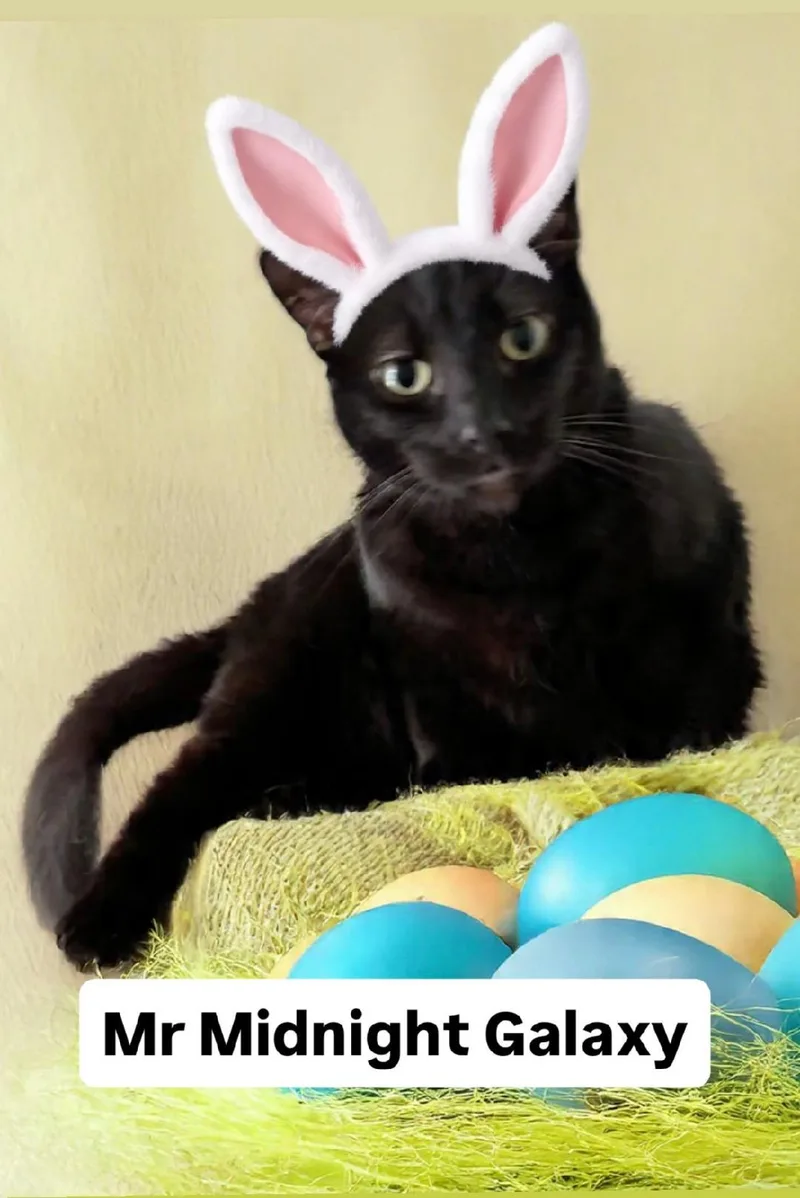 Mr Midnight Galaxy At thumbnail 2