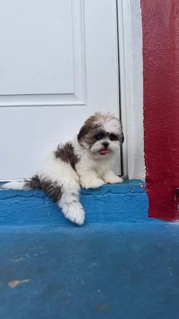 A baby small-sized male Tricolor (Brown, Black, & White) Shih Tzu dog named Emmett  Redington Beach for adoption in Redington Beach, FL