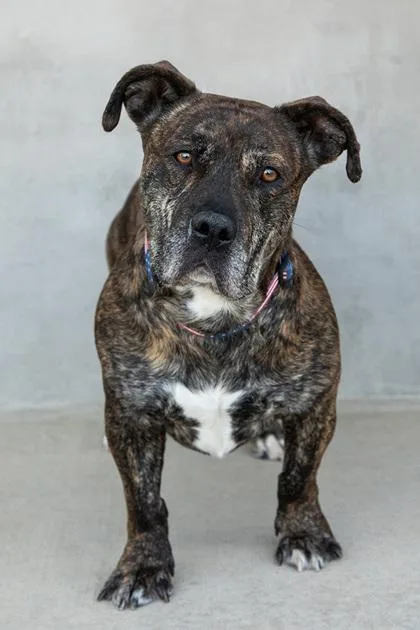 An adult large-sized male Pit Bull Terrier dog named Axel for adoption in Longmont, CO