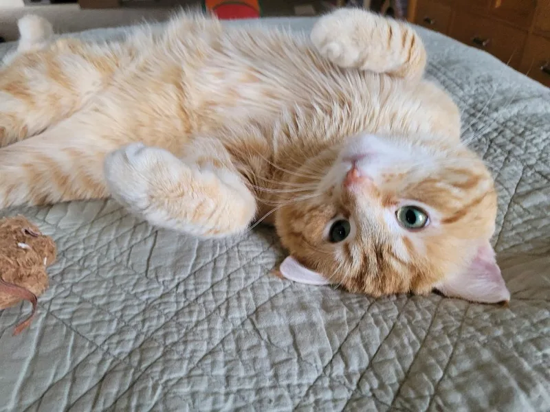 An adult medium-sized male Tabby cat named Baxter for adoption in Northfield, OH