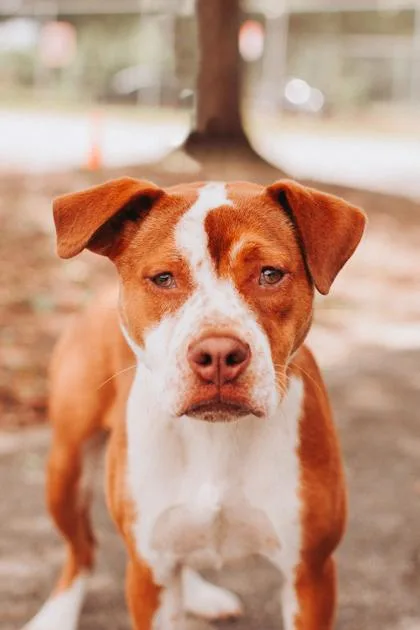 An adult medium-sized female Terrier dog named A Fable for adoption in North Charleston, SC