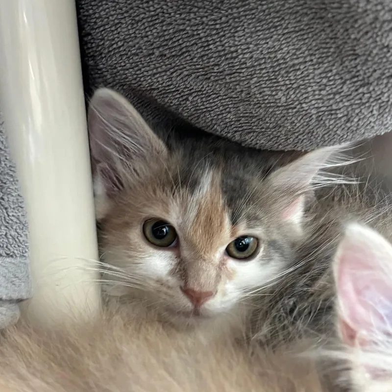 A baby small-sized female Calico Domestic Long Hair cat named Clover for adoption in Springfield, MA