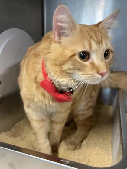 An adult medium-sized male Domestic Medium Hair cat named Luffy for adoption in West Chester, PA