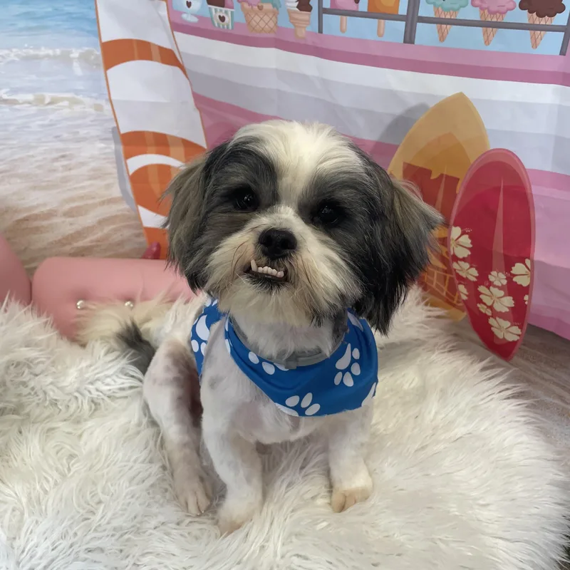 A young small-sized male Shih Tzu dog named Milo for adoption in Ennis, TX