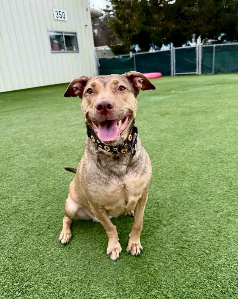 Hunney  Local thumbnail 4