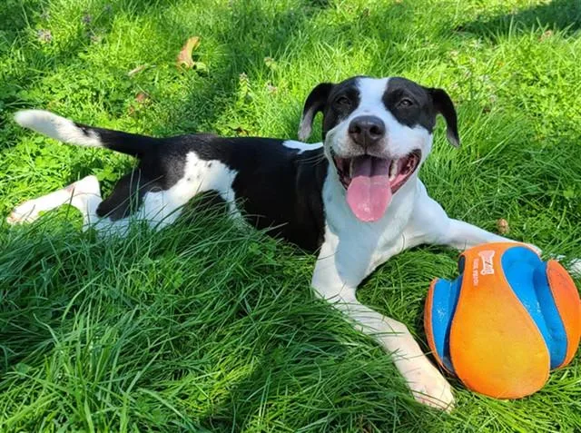 A young medium-sized male Pit Bull Terrier dog named Canon for adoption in Murfreesboro, TN