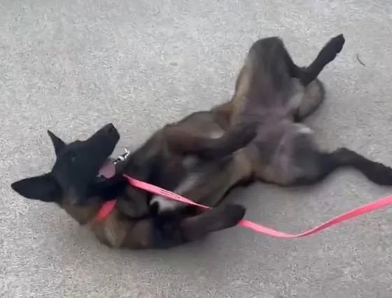 A young medium-sized female Belgian Shepherd / Malinois dog named Tina for adoption in Houston , TX