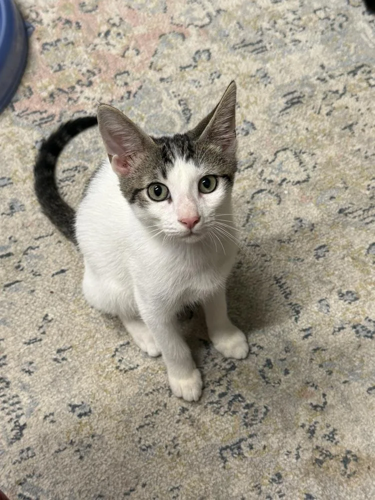 A baby small-sized female Black & White / Tuxedo Domestic Short Hair cat named Juniper for adoption in Hudson, NH