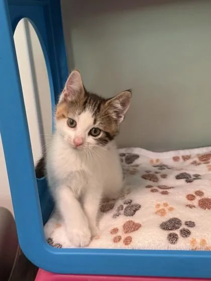 A baby small-sized female Domestic Short Hair cat named Spork for adoption in Madison, NJ