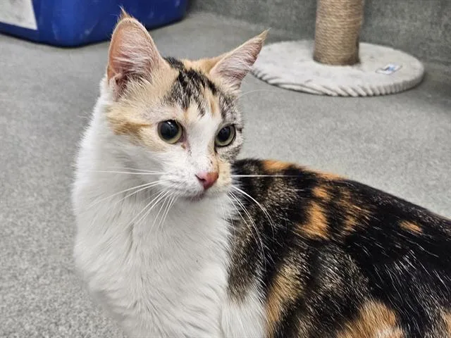 A young large-sized female Domestic Short Hair cat named Lexie for adoption in Albuquerque, NM