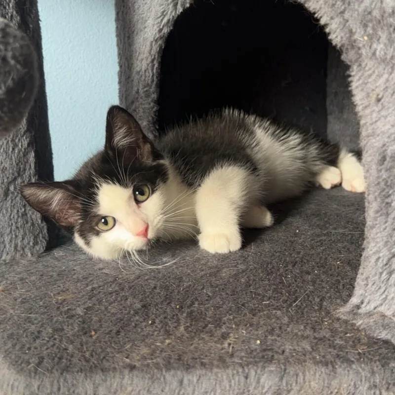 A baby medium-sized female Black Domestic Medium Hair cat named Cobalt for adoption in East Amherst, NY